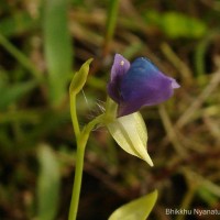 Utricularia polygaloides Edgew.